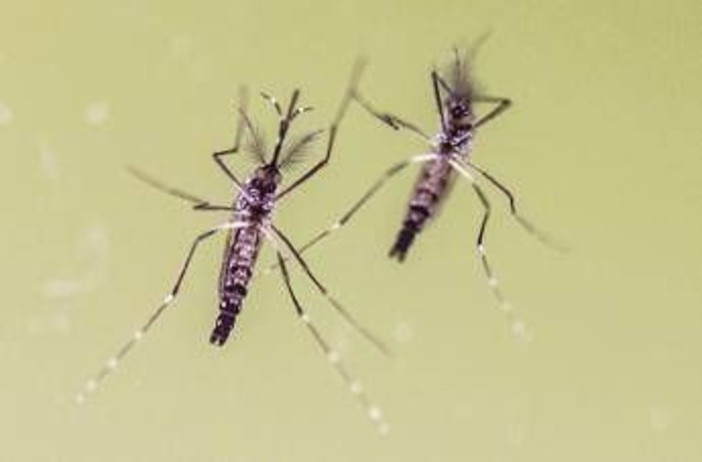 Zanzare e virus, cresce l'attenzione in Italia: 700 casi di West Nile e 312 di Dengue