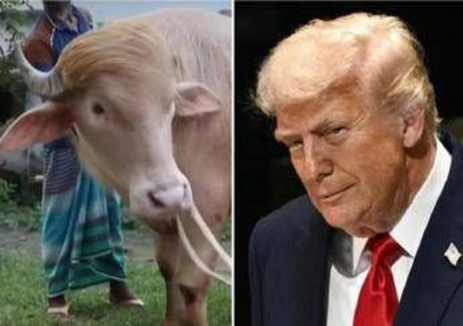 Il 'sosia' di Trump è un bufalo. E verrà ucciso presto