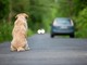 Ogni anno 130mila animali abbandonati, al via campagna Miav-Mutua Italiana Assistenza Veterinaria Ogni anno 130mila animali abbandonati, al via campagna Miav-Mutua Italiana Assistenza Veterinaria