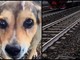 Cagnolina legata sui binari e uccisa, la confessione choc: &quot;Mi hanno chiesto di farlo&quot;