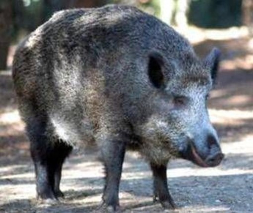 Il cinghiale attraversa la strada, scontro tra 3 auto e 4 feriti Il cinghiale attraversa la strada, scontro tra 3 auto e 4 feriti