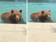 Orso si intrufola in un'abitazione privata per... un tuffo in piscina - Il video