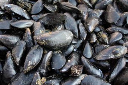 Caldo fa strage di molluschi nel delta del Po, moria di cozze e vongole
