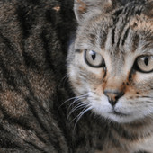 Scoperta nuova specie di felino selvatico, si trova in Bolivia: è il gatto Tilcayo Scoperta nuova specie di felino selvatico, si trova in Bolivia: è il gatto Tilcayo