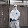 Hantavirus, l'esperta: "Non si rischia nuova pandemia, più letale ma diverso da Covid"