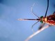 West Nile, Asl Teramo registra primo caso 2026 in Abruzzo: 85enne in buone condizioni West Nile, Asl Teramo registra primo caso 2026 in Abruzzo: 85enne in buone condizioni