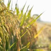 Confagricoltura: "Il futuro della terra passa dalle tecnologie, oggi precision farming al 10%"