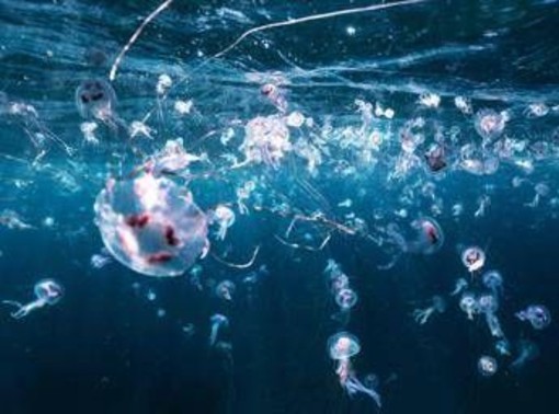 Bimbi in vacanza tra caldo record e punture di zecche e meduse, i consigli dell'esperta: "Ecco quando andare in ospedale"