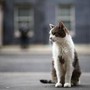 Gatto Larry compie 15 anni di servizio, è Chief Mouser a Downing Street Gatto Larry compie 15 anni di servizio, è Chief Mouser a Downing Street