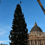 Piazza San Pietro, arriva il Natale: innalzato l'abete gigante da 27 metri Piazza San Pietro, arriva il Natale: innalzato l'abete gigante da 27 metri