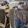 C'è un alano sull'aereo, il viaggio speciale con Horus