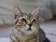 Gatto scompare per 10 anni, poi si presenta... al compleanno della padrona
