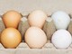 Uova bianche o marroni, quali sono migliori? Ecco cosa dice la scienza