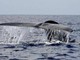Balena di 200 anni in Groenlandia: "È nata prima della guerra civile americana" Balena di 200 anni in Groenlandia: "È nata prima della guerra civile americana"