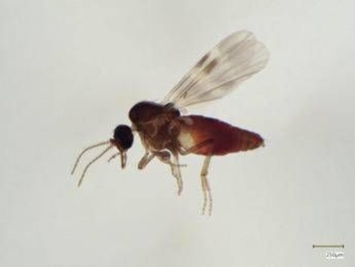 Virus Shamonda, chi lo trasmette? L'imputato è il Culicoides: identikit del 'moscerino pungente' Virus Shamonda, chi lo trasmette? L'imputato è il Culicoides: identikit del 'moscerino pungente'