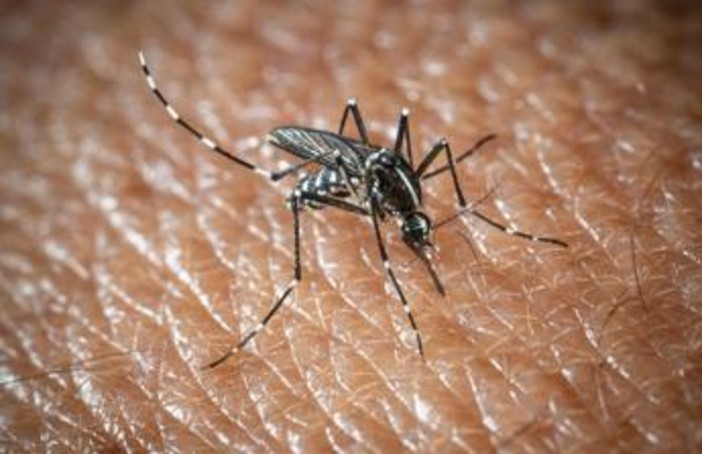 L'Oms lancia l'allarme, il virus West Nile cresce in Europa, 21 casi in Italia